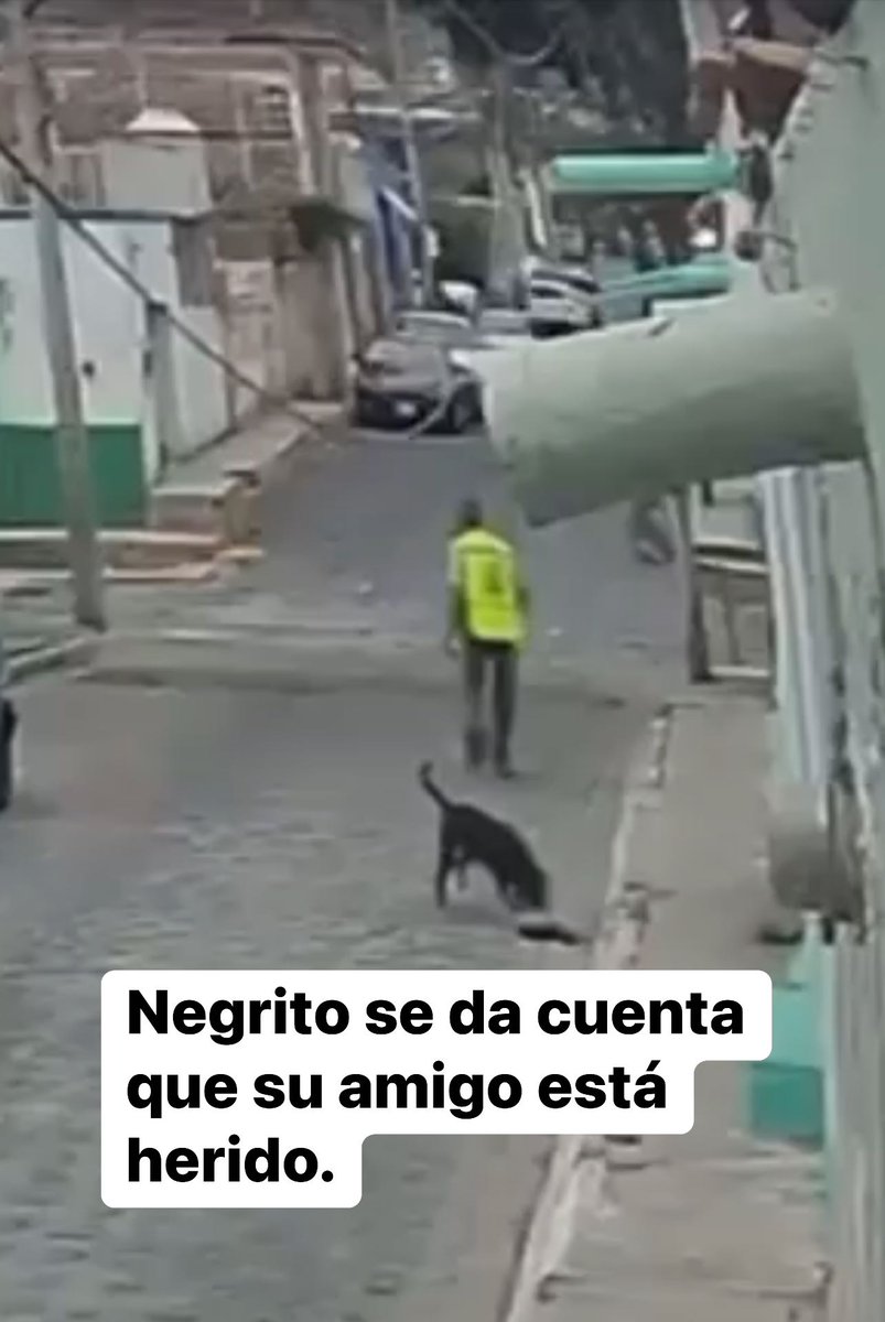 blogdelnarcomex's tweet photo. Horas antes Negrito le ladró al mugroso mayor, pero esta fue la razón, los agresores que regresaron con palos, Isabel Mata, Guillermo Mata, Antonio Alejandro Mata Cruz https://t.co/GW2UervBOR https://t.co/jRwOQsRJsN