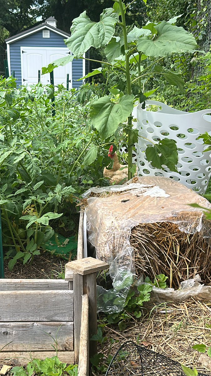 On today’s chicken agenda: chaos and destruction.