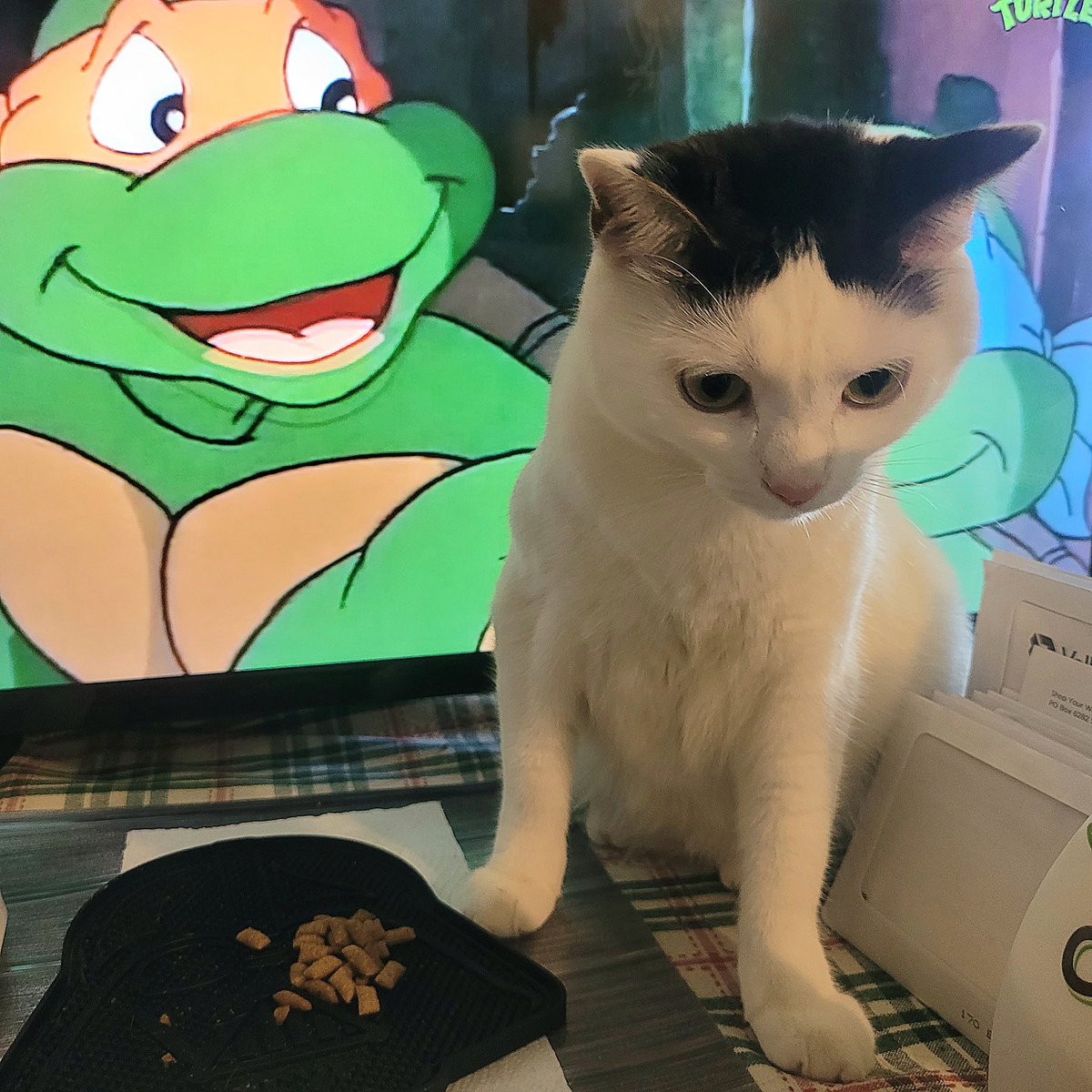 Treats and Turtles! 
Luv, Jedi Mushroom Skywalker!
❤️🛸🍄💫❤️
#JediMushroomSkywalker
#MushroomCat
#catoftheday
#catsoftwitter 
#StarWars
#MayTheForceBeWithYou 
#MayThePawsBeWithYou
#SithSaturday 
#TMNT