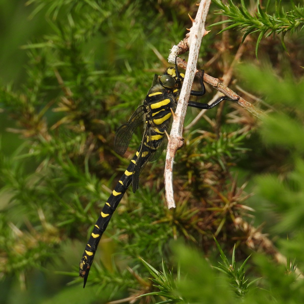Matt Hull17 (@hull17matt) on Twitter photo Haddon Hill (21/06/25): 5 Red Kite, 1 Wood Warbler, 32 Willow Warbler, 1 Garden Warbler, 2 Spotted Flycatcher, 2 Redstart, 2 Tree Pipit, 2 Redpoll, 2 Crossbill, 15 Golden-ringed Dragonfly, 1 Green Hairstreak, 1 Small Copper & 1 Painted Lady. <a href="/BDSdragonflies/">British Dragonfly Society</a> <a href="/bto_somerset1/">bto_somerset1</a> Haddon Hill (21/06/25): 5 Red Kite, 1 Wood Warbler, 32 Willow Warbler, 1 Garden Warbler, 2 Spotted Flycatcher, 2 Redstart, 2 Tree Pipit, 2 Redpoll, 2 Crossbill, 15 Golden-ringed Dragonfly, 1 Green Hairstreak, 1 Small Copper & 1 Painted Lady. <a href="/BDSdragonflies/">British Dragonfly Society</a> <a href="/bto_somerset1/">bto_somerset1</a>
