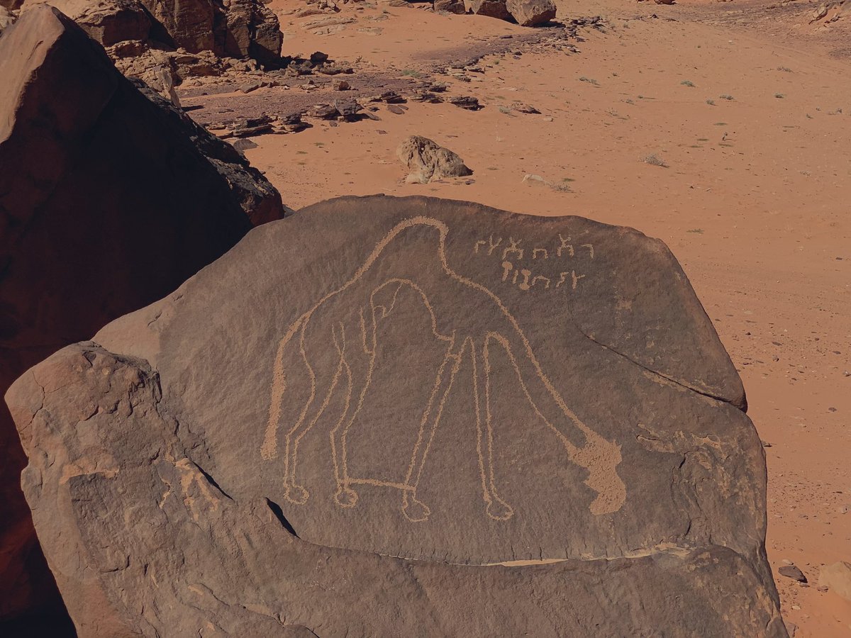 في #اليوم_العالمي_للإبل نستذكر بفخر رسومات الجمال والنوق التي نحتها أجدادنا على الجبال والصخور معبرين عن حبهم لسفينة الصحراء في عصور ما قبل الميلاد، وفي الصورة نجد جمل شخص اسمه "أبو أهل الشبثاني".

<a href="/F_BinHithleen/">فهد بن حثلين</a> 
<a href="/CamelClub/">نادي الإبل</a>