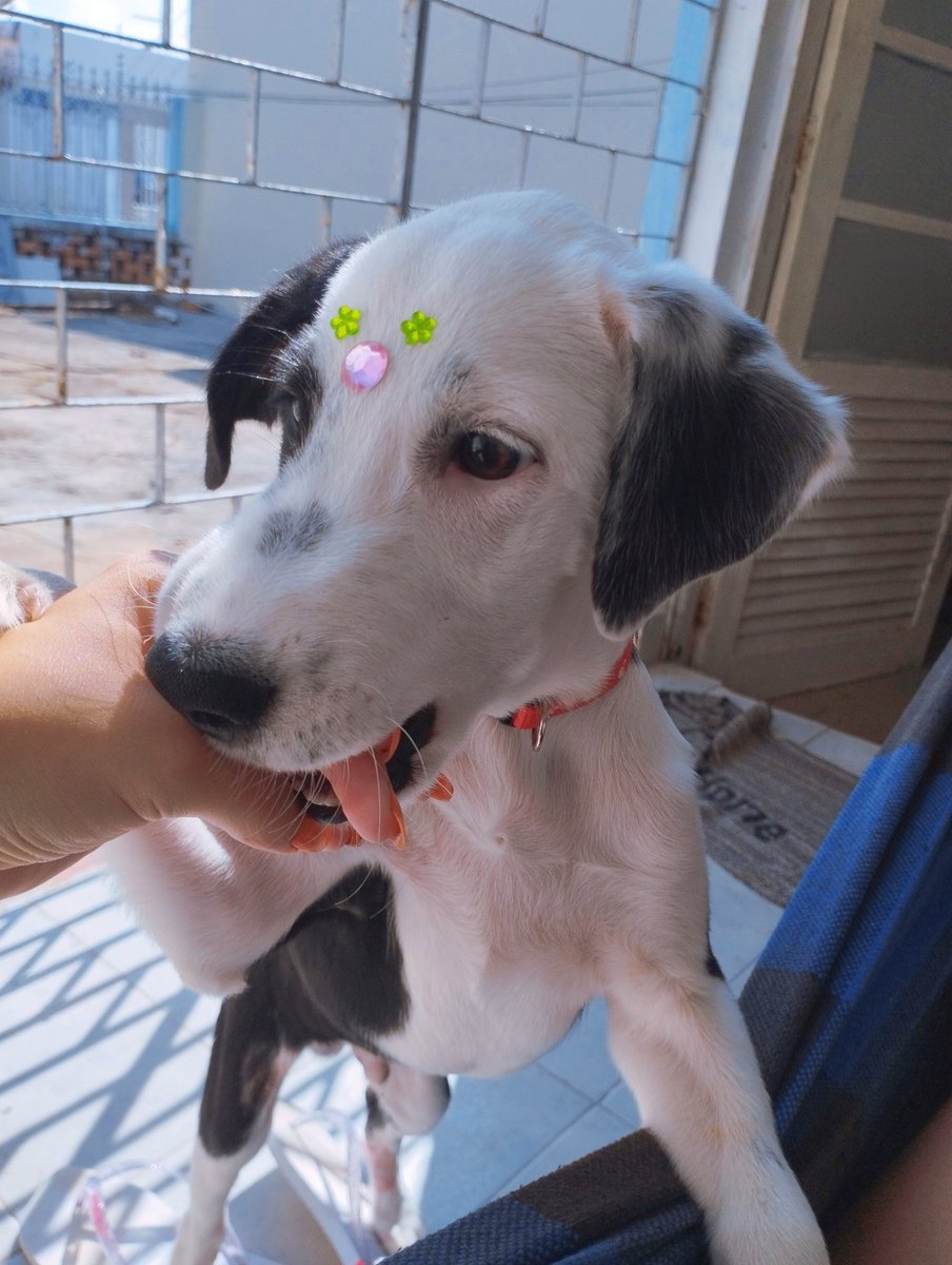 oceanjmn's tweet photo. no último ano eu já tinha perdido dois bichinhos :/ meu coração ja estava assim </3 e eu só pensava no pior porque uma veterinária que encontrei me colocou Muito medo. 
junto de muitos remédios e orações à obalauê meu pequeno se recuperou com a saúde de um cavalo 🌟🌟🌟🌟 https://t.co/tejSPU8cZj