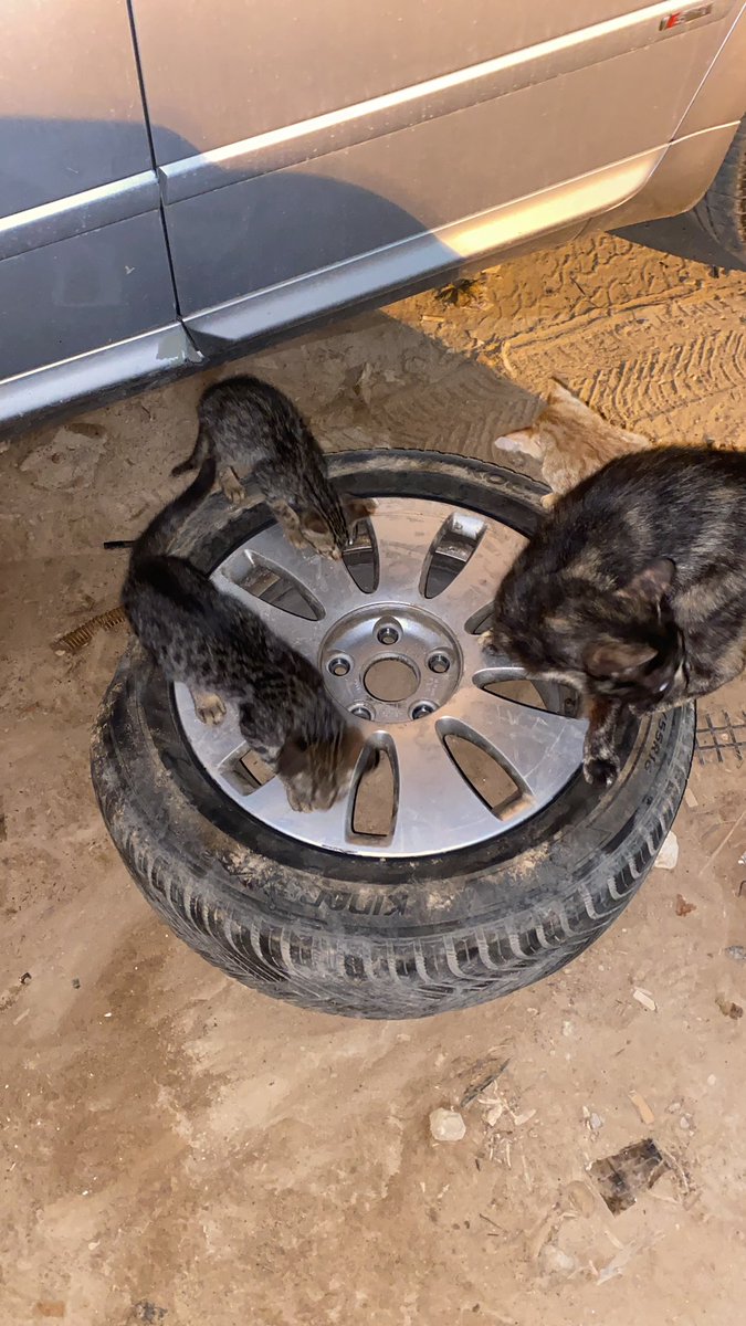 freesoulxciv's tweet image. 