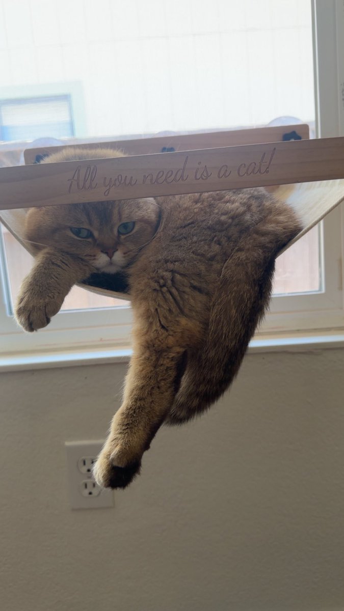 NextLuna tweet media