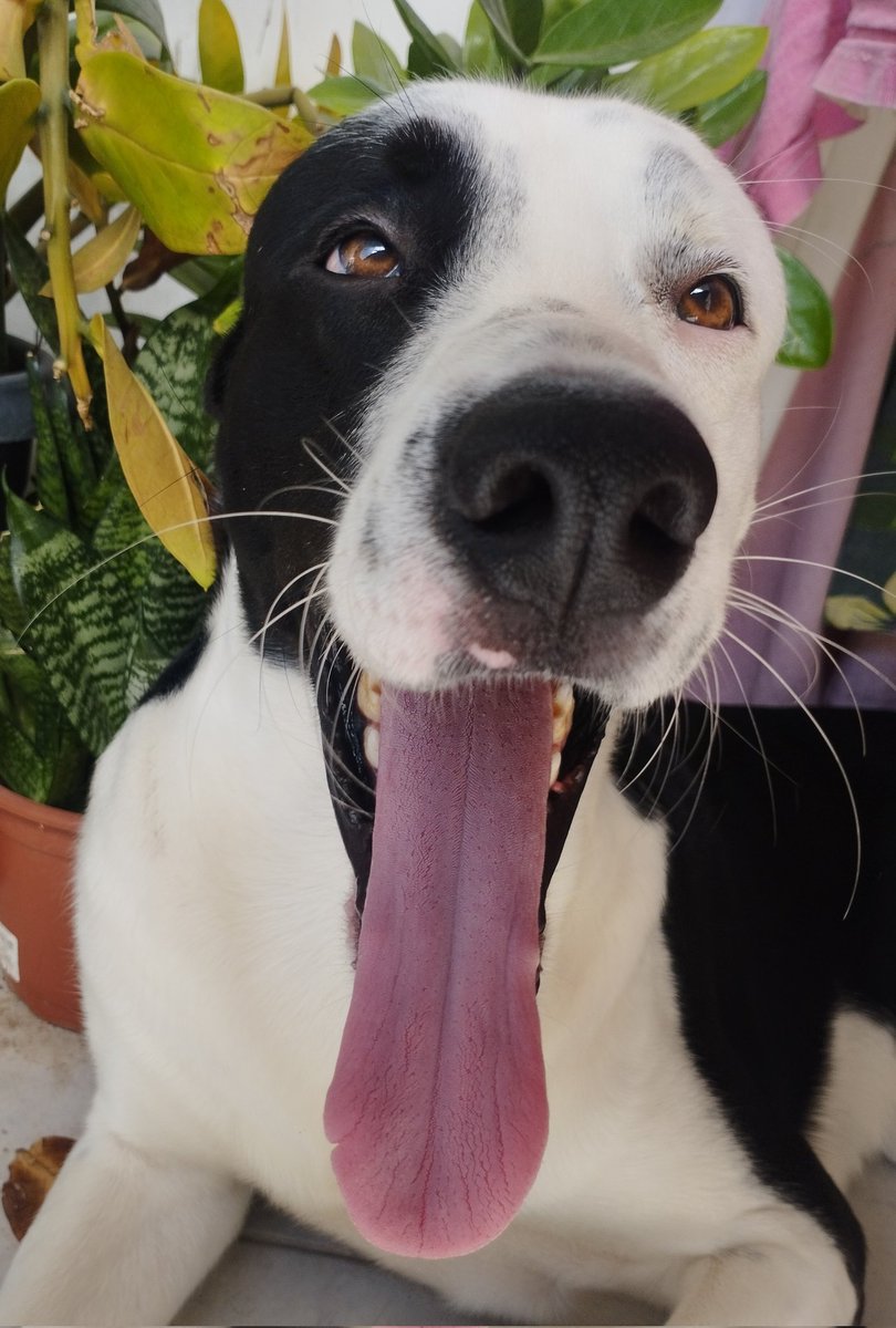 oceanjmn's tweet photo. adivinhem quem completou 1 aninho hoje 🐶🌺🎂🌟 https://t.co/XHzz5zNAnh