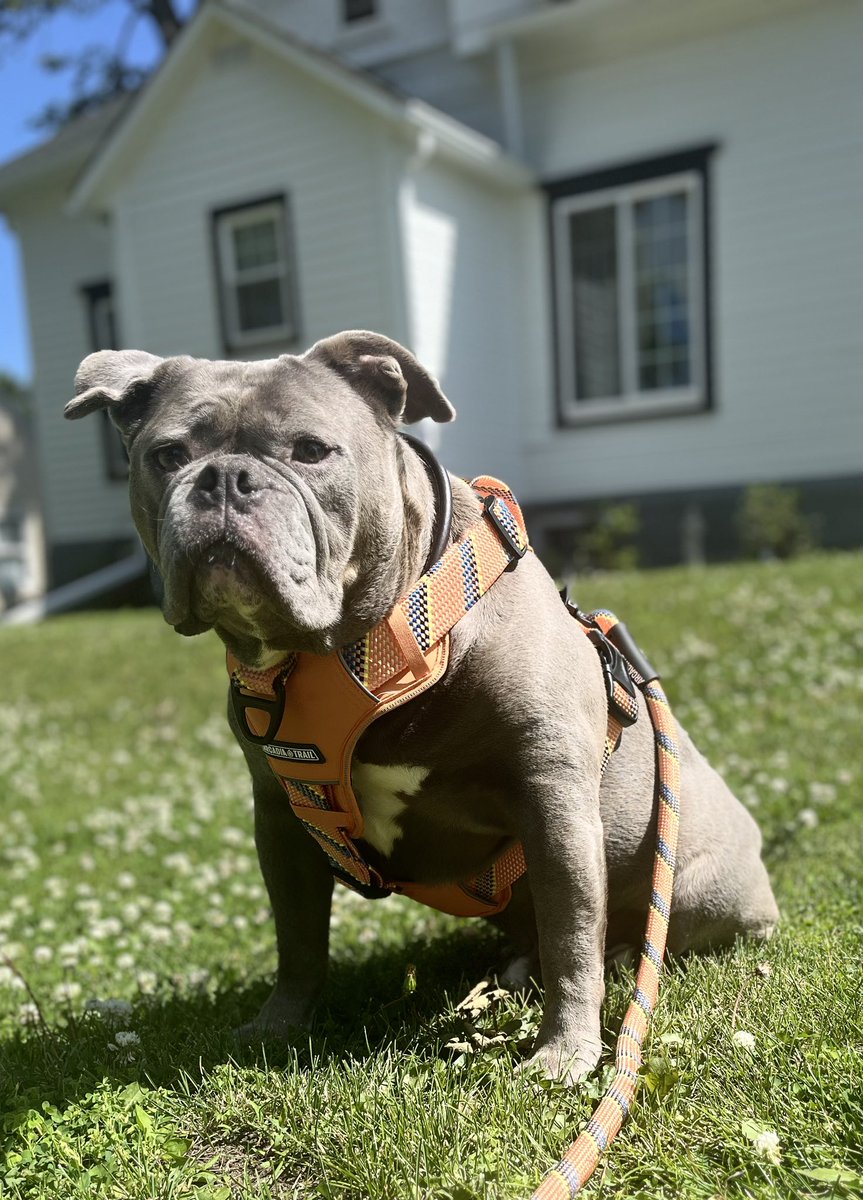 KingTuckerC's tweet image. Just showed off my new harness and leash to the neighbors during a very brief pee break because of the heat. These temperatures are not a bully’s friend. Be safe and stay cool everyone. 🥵☀️🔥❤️😃👊