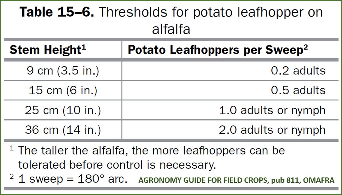 Alfalfa Update (East ON):First potato leafhoppers caught this past week—~0.4 per sweep in 14" high 2nd cut alfalfa, well below threshold … for now. With this heat, populations can double in a week or less. New seedings are most at risk. More info: tinyurl.com/mrjr7a3x