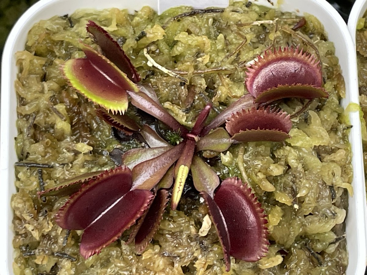 zakicchi's tweet photo. 去年、調子悪かった
#pinkvenus
#Mr.Black
も今年は順調そう
#dionaea
#ハエトリソウ https://t.co/oQSluWCwM8
