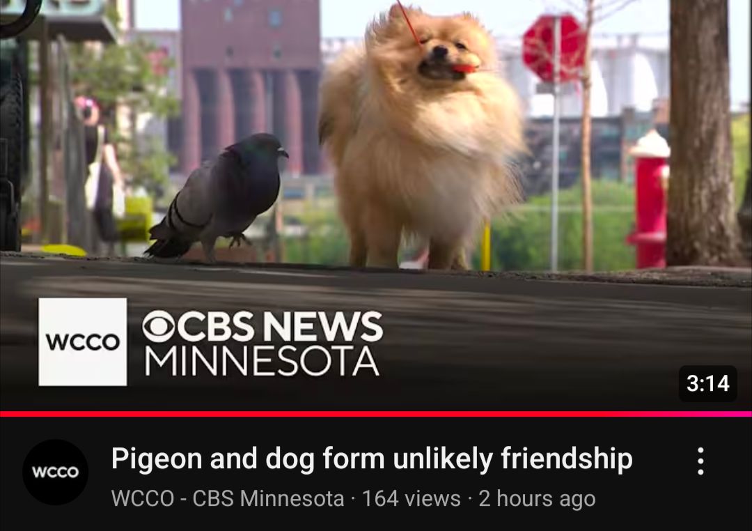 Mayor Frey's downtown: "pigeon and dog form unlikely friendship."

Council Member Katie Cashman's downtown: "defecating duo leave their mark on downtown."