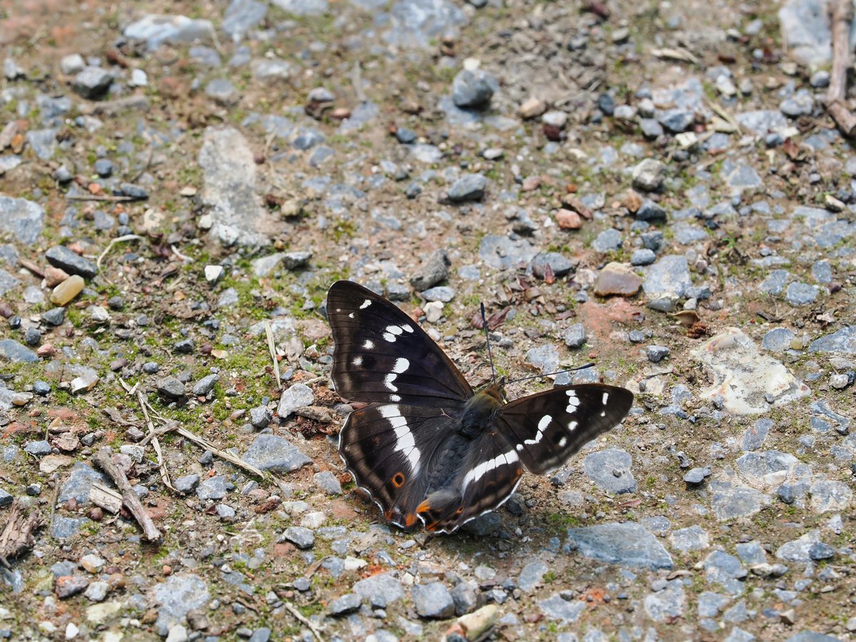 Mike Gibbons (@cloudedyellows) on Twitter photo Busy couple of days at Alice Holt Forest in Hampshire on 19th and 20th June. Successful with one male seen down on the 19th then 4 down including 2 together on 20th. They were very active in the heat but ttended to be more showy and stay down late afternoon. <a href="/savebutterflies/">Butterfly Conservation 🦋</a> Busy couple of days at Alice Holt Forest in Hampshire on 19th and 20th June. Successful with one male seen down on the 19th then 4 down including 2 together on 20th. They were very active in the heat but ttended to be more showy and stay down late afternoon. <a href="/savebutterflies/">Butterfly Conservation 🦋</a>