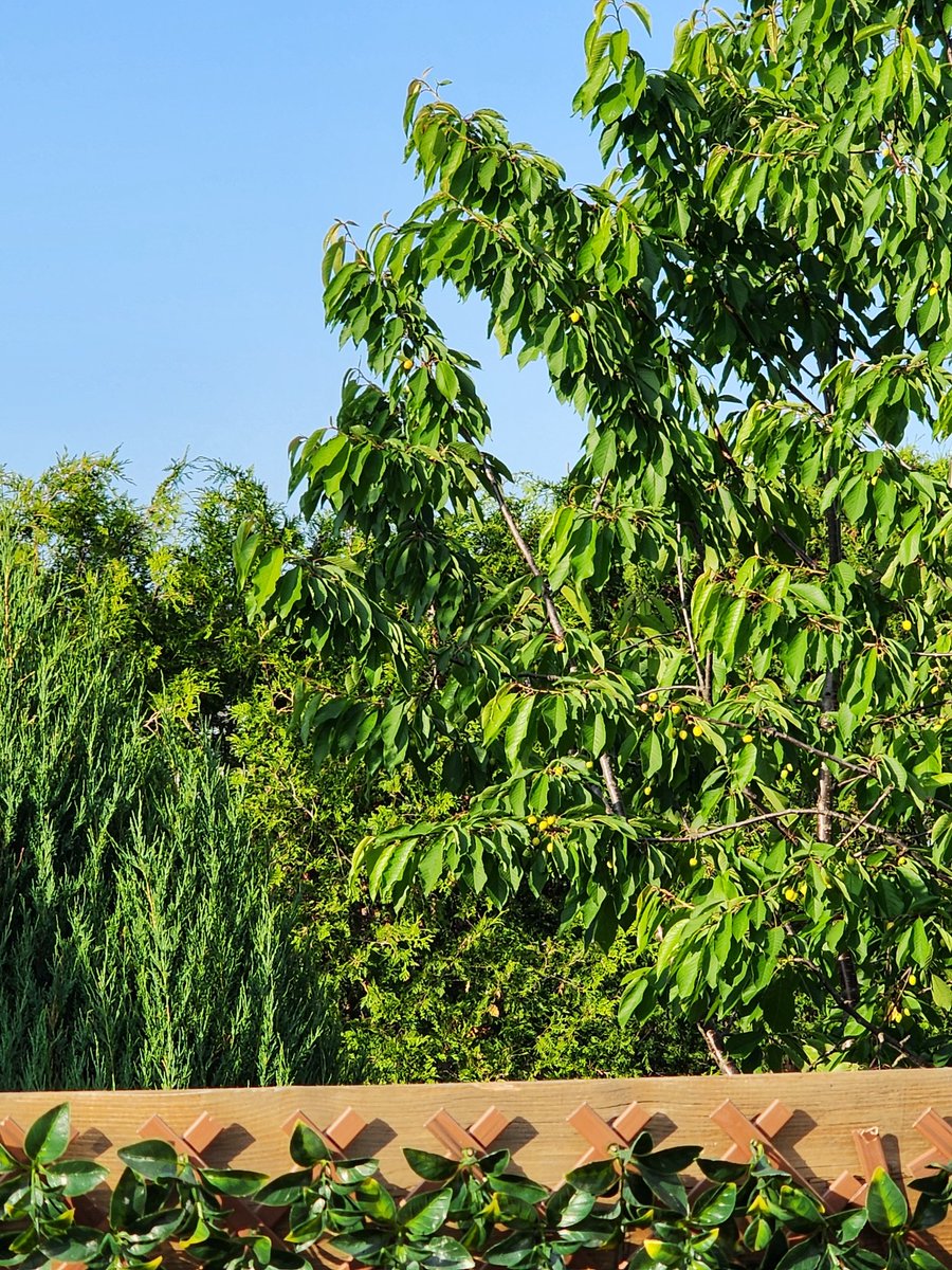 Brian cornect (@modernclassic99) on Twitter photo 