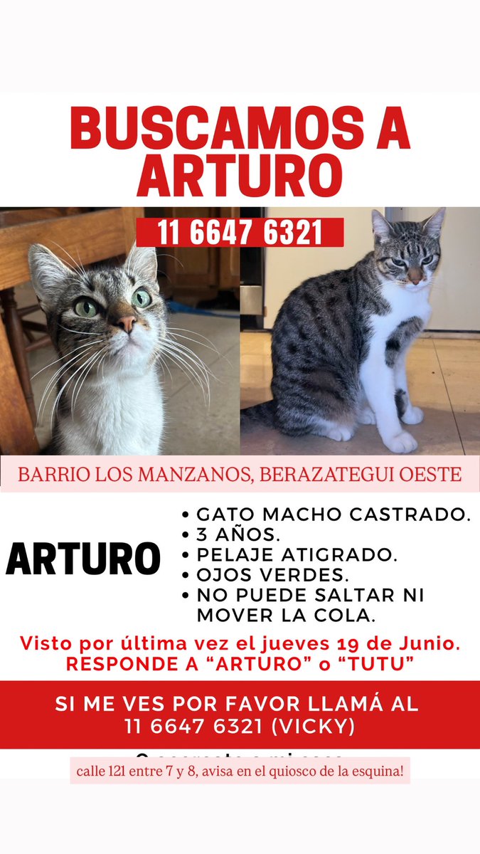 vickyjuanitta's tweet photo. gente, este es Arturo, mi gordito
no aparece desde el jueves. es raro de el, ya q debido a su condición sale poco y nada de casa, además necesita de dieta especial porque fue operado!
nunca perdí la fé con su salud, menos ahora.
me ayudan rt💔
 📍Los Manzanos, Berazategui Oeste https://t.co/B44g6WEvrN