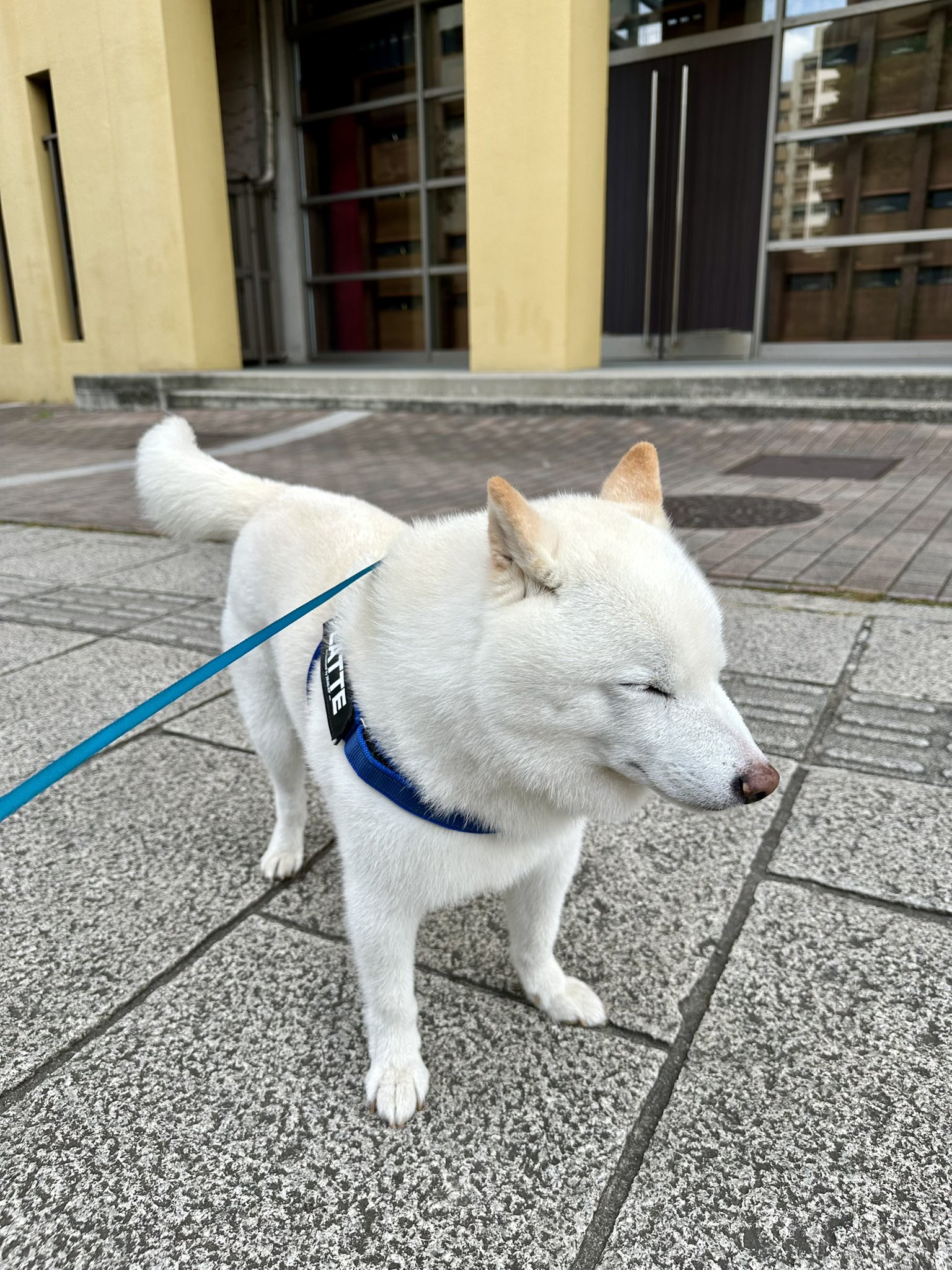 柴犬ラッテ on X: 