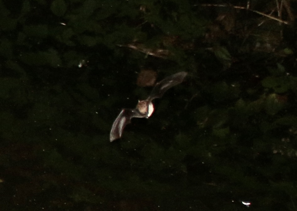 Just back from the Mon and Brec canal South Wales, enjoying the #bats but near impossible to photograph them