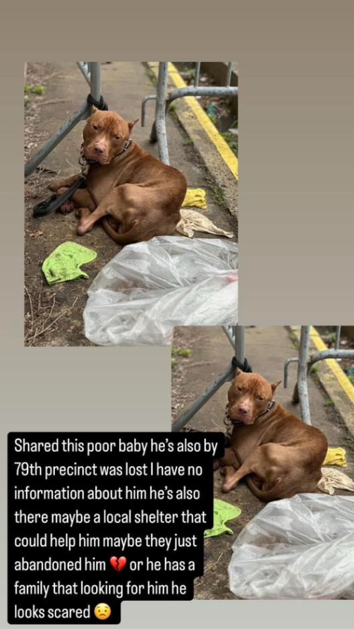 NMBewitched's tweet photo. Is this your malnourished dog?
You tied him up next to trash🔥😡
I sincerely hope you are as emaciated
Your future is bleak & scary
#ReapwhatYousow
No Name, lets call him Seyonne
Currently at 79th Precinct
Soon to #NYCACC
Hoping he survives intake
#Pledge4Me
#Foster https://t.co/D4l7V5IYKE