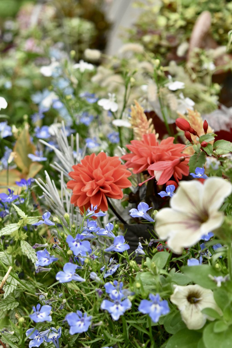 ⁄(⁄ ⁄•⁄ω⁄•⁄ ⁄)⁄ﾃﾚﾃﾚっ💐

 #ガーデンガーデン