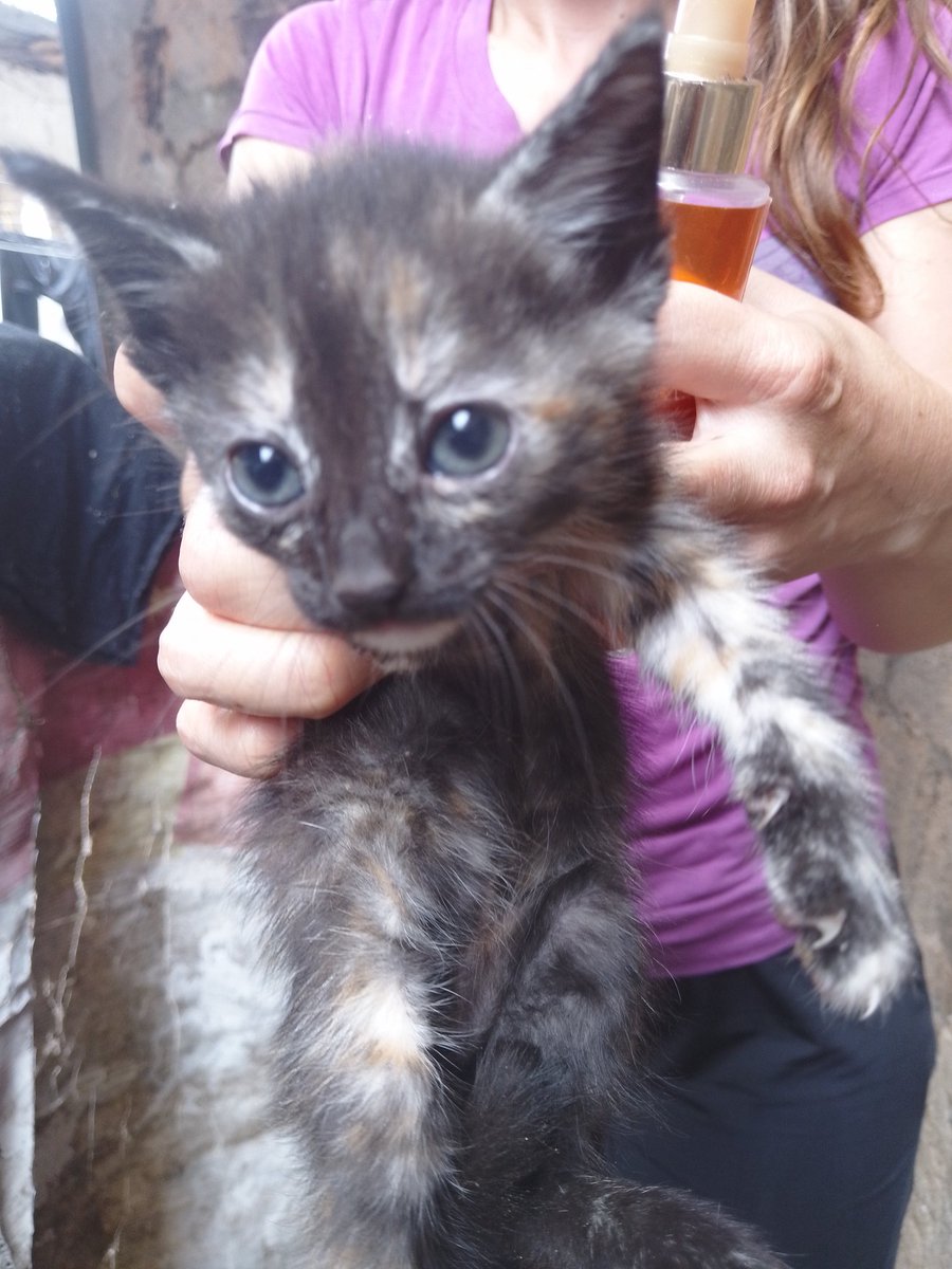 Amigos, en la Vega hay un caso de adopción urgente por posible desalojo de los gatitos ya que no los quieren en el sitio donde están y amenazan con llevarlos 
La mamá tiene un año y ayudamos con su esterilizacion a la familia que adopte 
Contacto 04129733057
#casodeterceros