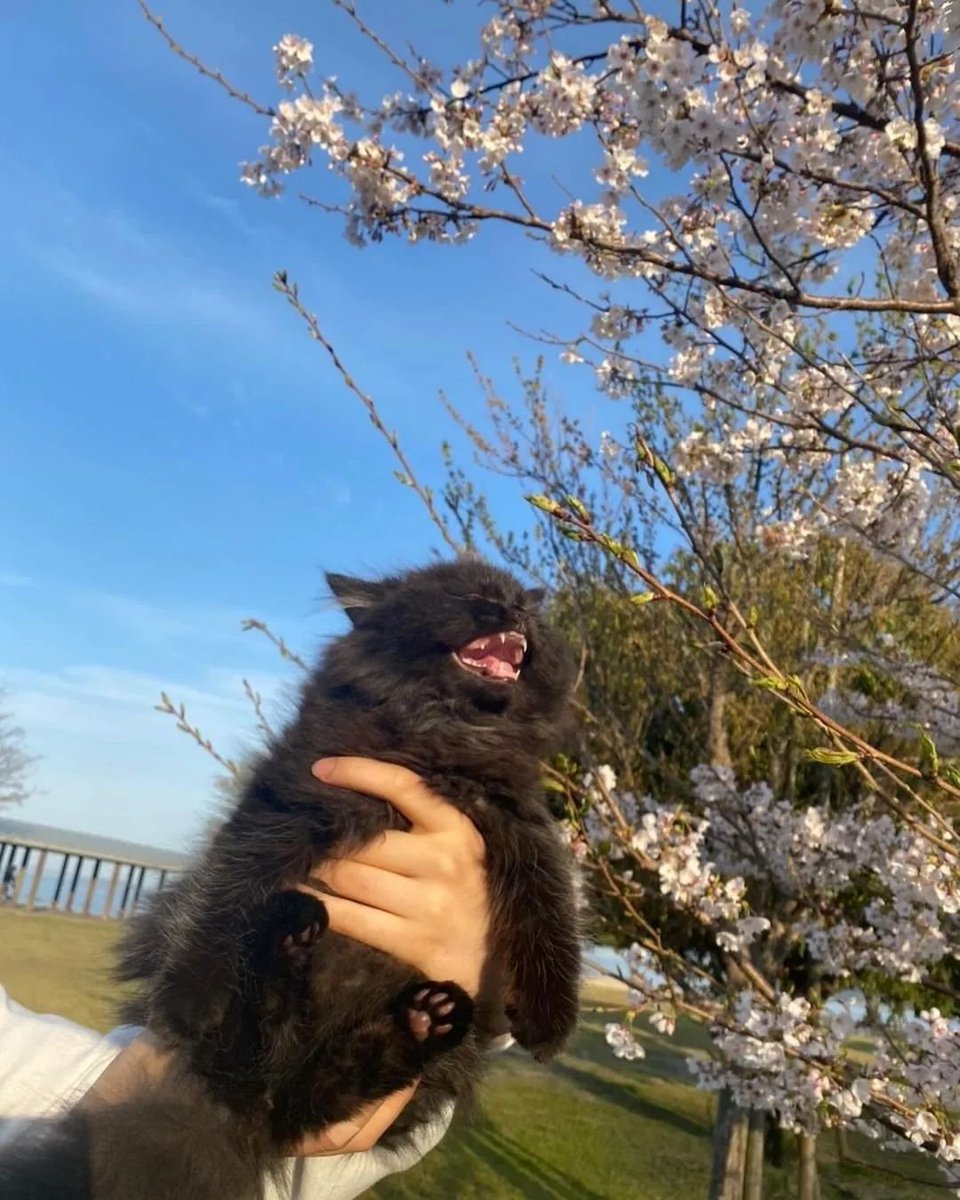 Punch Cat (@punchingcat) on Twitter photo 