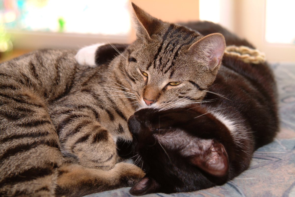 WLJKowa's tweet image. Selvyn, Solo, and Ponda
#KowarschickAtHome, #Cats, #CuteFriends