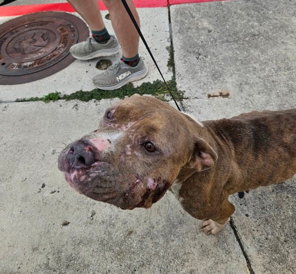 Mollie Mae was saved by RADD &amp; is safe. Her face is swollen from deep, bleeding &amp; infected lacerations. She has cuts all over her &amp; is severely underweight. She must be in terrible pain but through all of this, she is a super sweet dog who wants. Pls see how you can donate👇🏼❤️
