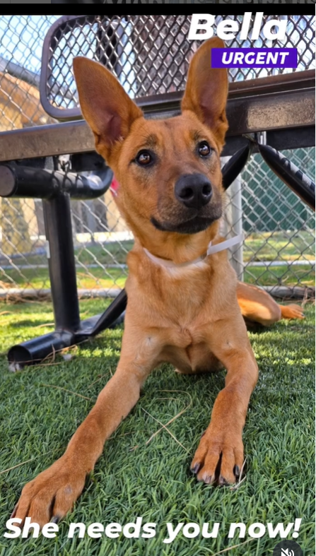 mapleveewesem's tweet photo. 🆘💔🆘 Beautiful young BELLA on the Downey #California ACC euth list😱 Jusy 13 months old, 38 lbs, social with other large dogs. A little shy, but you can get in on the ground floor to develop a wonderful new family member. See her 6-22🙏 info⬇️
#A5699130 https://t.co/pdApU0IlOH