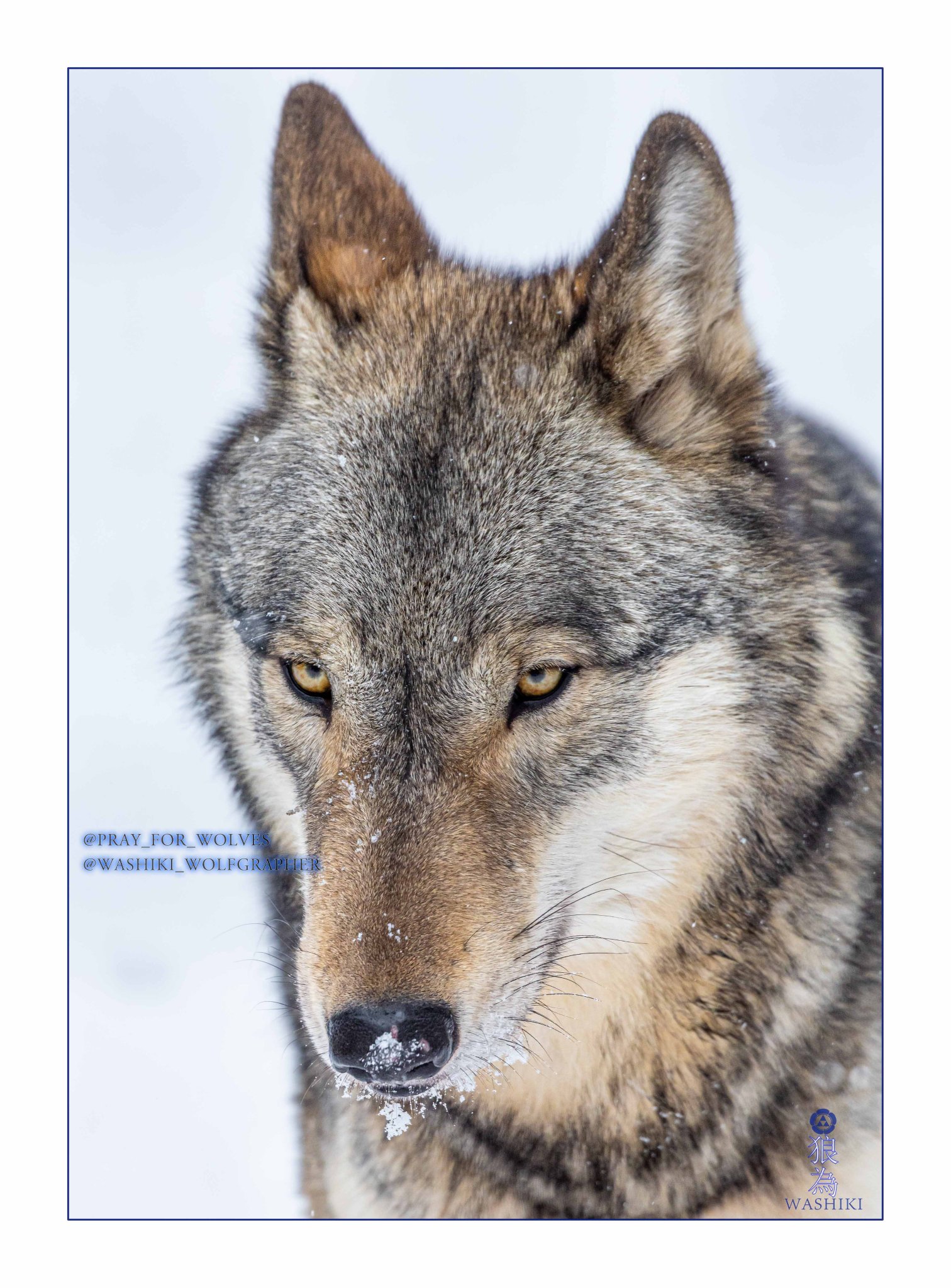 WASHIKI🐺🌊WolfGrapher (@pray_for_wolves) / X