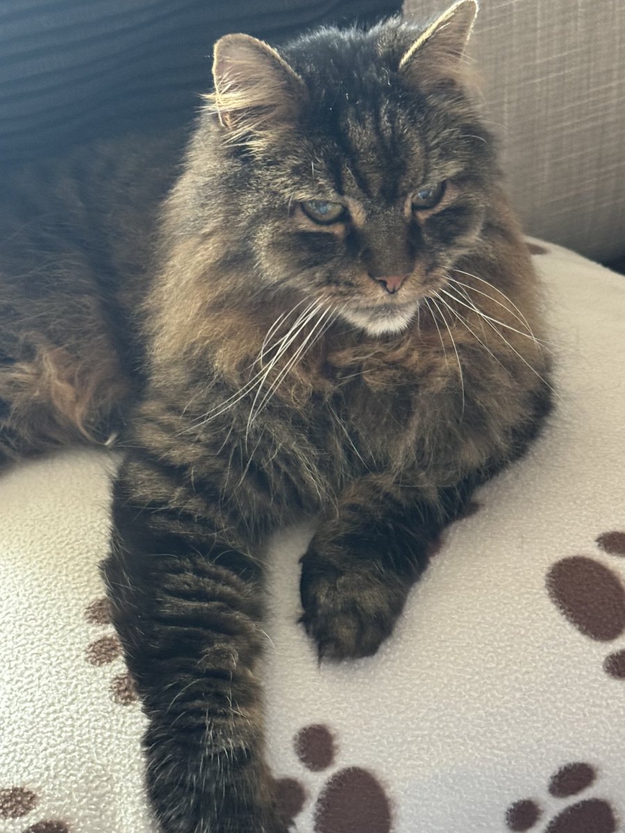Happy Sunday!!! 😺😺🐾🐾#CatsOfTwitter #catsofx #SuperSeniorCatsClub #CatsOnX #handsomeseniorboy #sundayvibes