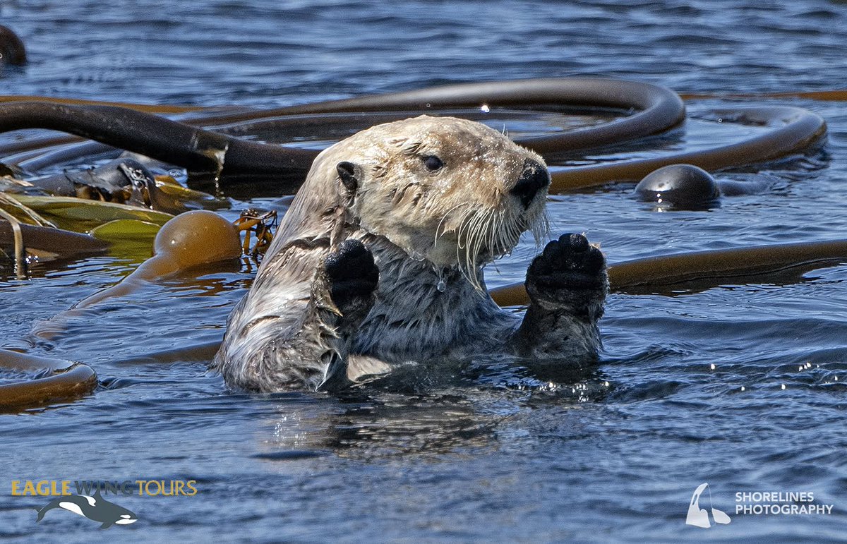 eaglewingtours's tweet image. Waldo the sea otter looks like he’s being held at gunpoint! This seems to be a signature pose for this particular otter. Fun fact: Like cats, sea otters have retractable claws in their front paws!
Shorelines Photography
#Wild4Whales #WheresWaldo #PutEmUp