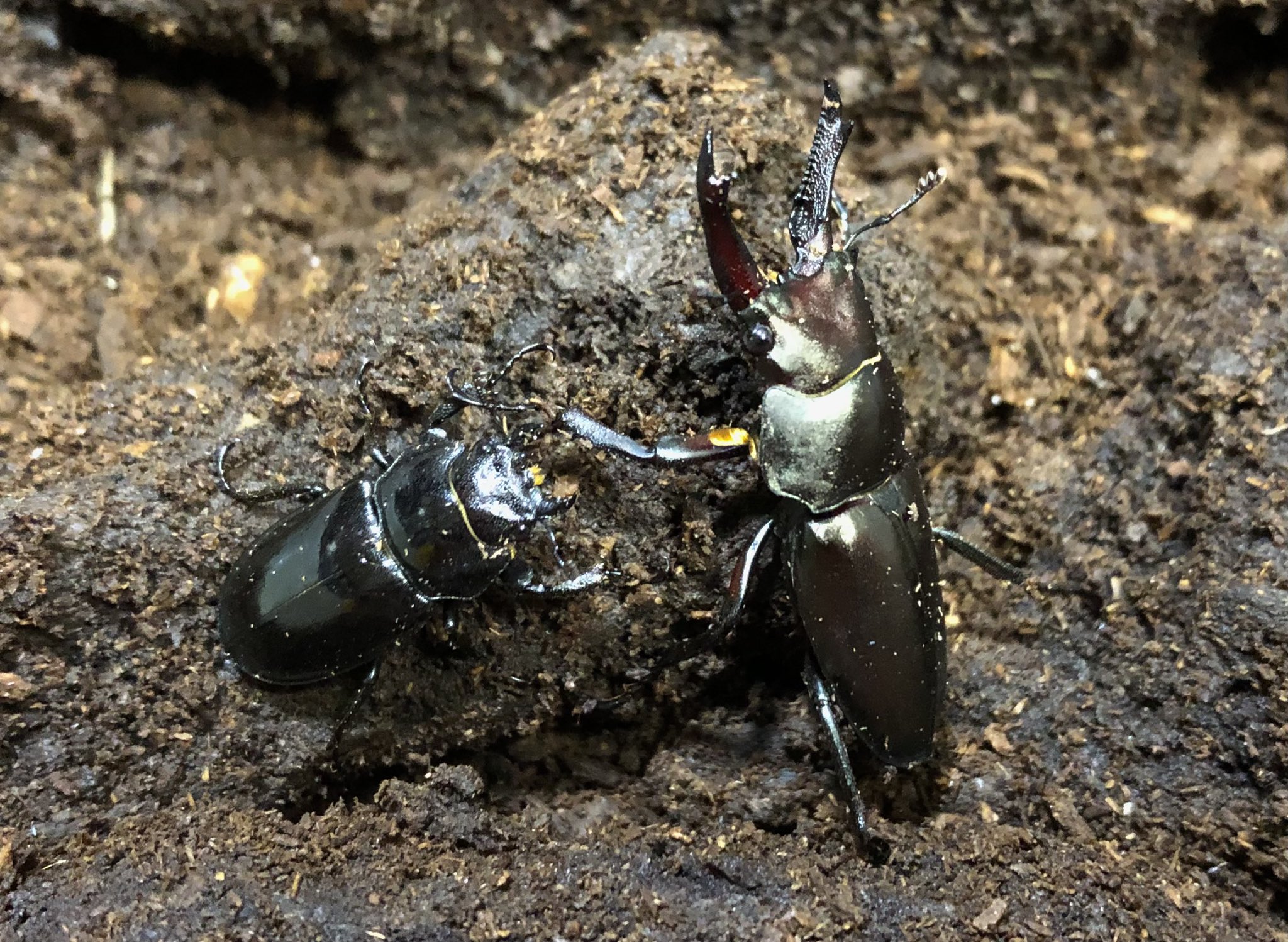 オオクワガタ［ロケテスト］ オオクワガタ［ロケテスト］ IMG_2929-300x300.jpg