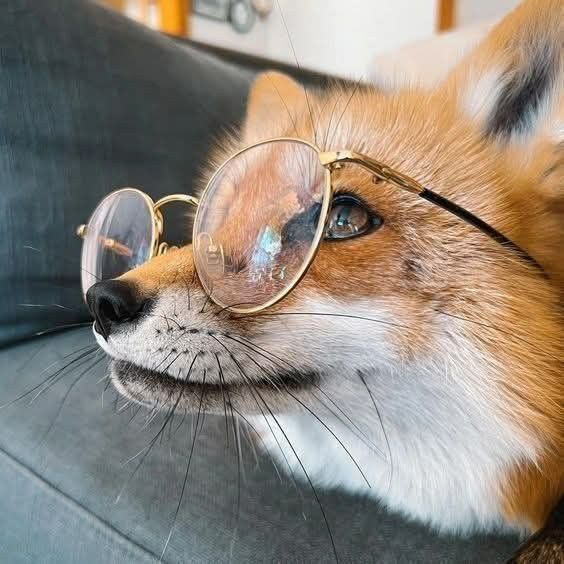When you're 90% fluff, 10% genius—and the glasses just prove it. 🦊👓