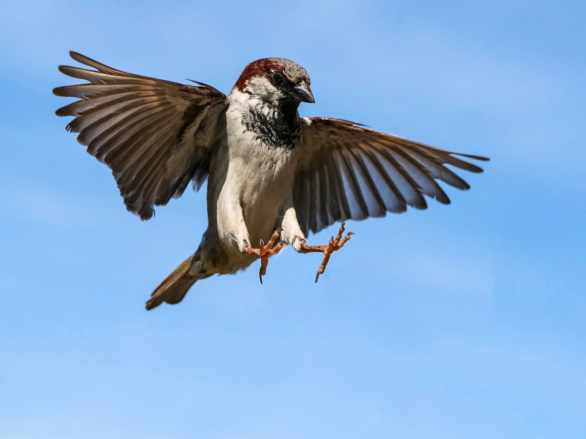 This might be a summer. In my living room, a housefly as big as a sparrow is buzzing around. As proof, I was even able to photograph the fly as it was approaching my left shoulder. I have not been drinking.