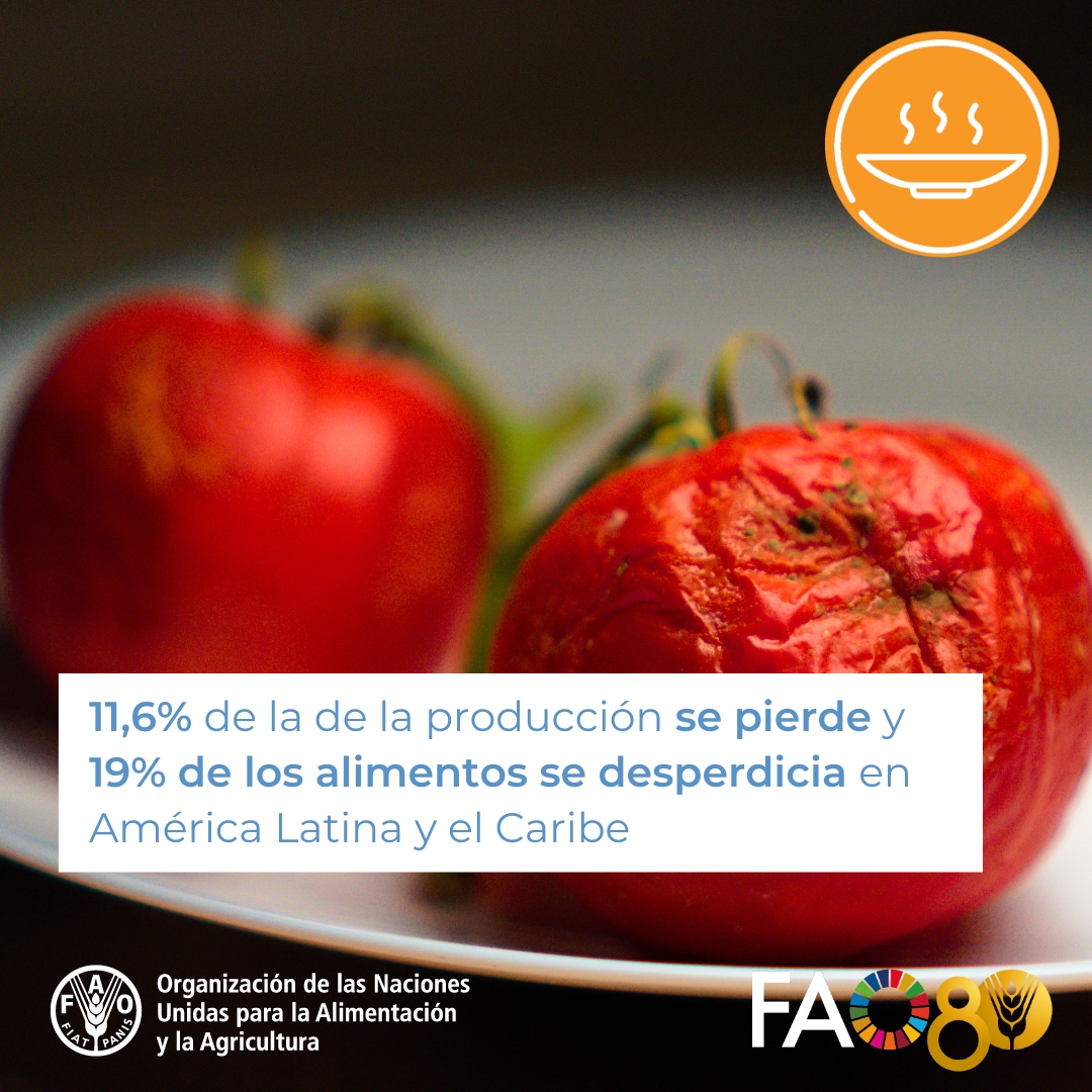 FAOAmericas's tweet photo. 🍅La @FAO trabaja en reducir las pérdidas y desperdicio de alimentos para una vida y un futuro mejor para los más de 187 millones de personas que aún sufren inseguridad alimentaria en América Latina y Caribe.

#MejorNutrición #PrioridadesFAO

 ➡️https://t.co/MRN7QucSNo #FAO80 https://t.co/9gxTjwU1eK