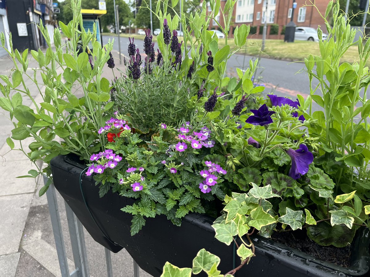 petew71uk (@petew71uk) on Twitter photo Planters provided by <a href="/richardclein/">Richard Clein</a> and <a href="/lpool_LSSL/">Liverpool Streetscene Services Ltd</a> looking nice and lush. Maintained and looked after by Cressington Wombles <a href="/AhmeekJane/">JaneAhmeek</a> be great if we could have some more and the shops helped out! <a href="/CllrLauraRC/">Laura Robertson-Collins</a> <a href="/lpoolcouncil/">Liverpool City Council</a> <a href="/PennyLnWombles/">PennyLaneWombles</a> <a href="/LitterClear/">Litter Clear-Volunteer</a>
Cressington in bloom? Planters provided by <a href="/richardclein/">Richard Clein</a> and <a href="/lpool_LSSL/">Liverpool Streetscene Services Ltd</a> looking nice and lush. Maintained and looked after by Cressington Wombles <a href="/AhmeekJane/">JaneAhmeek</a> be great if we could have some more and the shops helped out! <a href="/CllrLauraRC/">Laura Robertson-Collins</a> <a href="/lpoolcouncil/">Liverpool City Council</a> <a href="/PennyLnWombles/">PennyLaneWombles</a> <a href="/LitterClear/">Litter Clear-Volunteer</a>
Cressington in bloom?