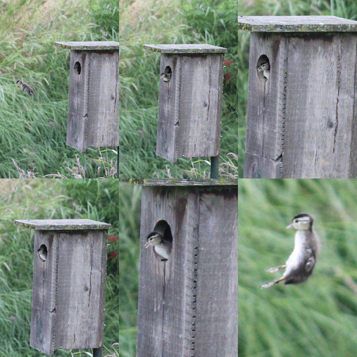 Pittwaterfowler's tweet image. Our final cans were on the main farm house slough. Checks yesterday revealed one hatched and jumped and the other had hatched. So we met early for a stake out and it didn’t disappoint! #pittwaterfowlers #woodducks #nestingboxes