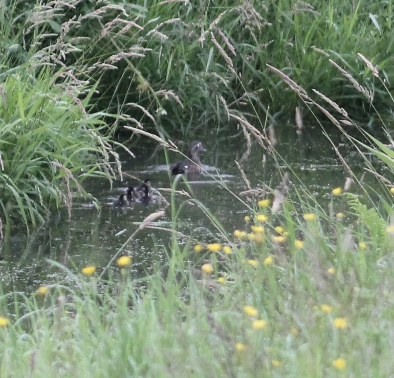 Pittwaterfowler's tweet image. Our final cans were on the main farm house slough. Checks yesterday revealed one hatched and jumped and the other had hatched. So we met early for a stake out and it didn’t disappoint! #pittwaterfowlers #woodducks #nestingboxes