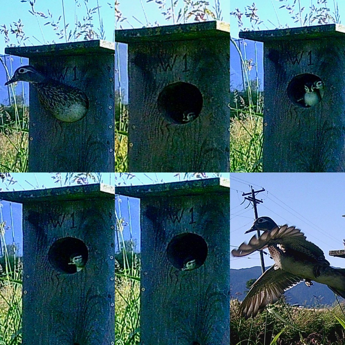 Pittwaterfowler's tweet image. Our final cans were on the main farm house slough. Checks yesterday revealed one hatched and jumped and the other had hatched. So we met early for a stake out and it didn’t disappoint! #pittwaterfowlers #woodducks #nestingboxes