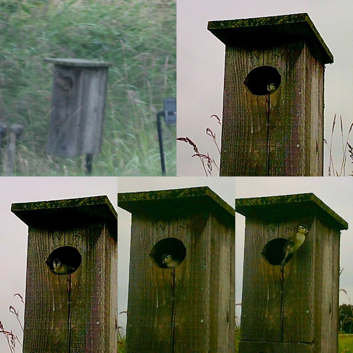 Pittwaterfowler's tweet image. Our final cans were on the main farm house slough. Checks yesterday revealed one hatched and jumped and the other had hatched. So we met early for a stake out and it didn’t disappoint! #pittwaterfowlers #woodducks #nestingboxes