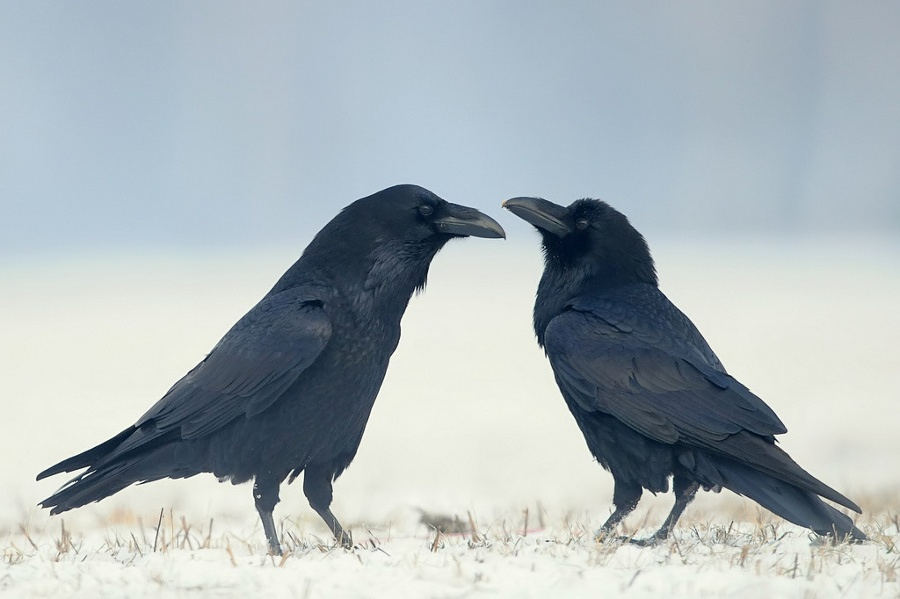 bird/h tweet media