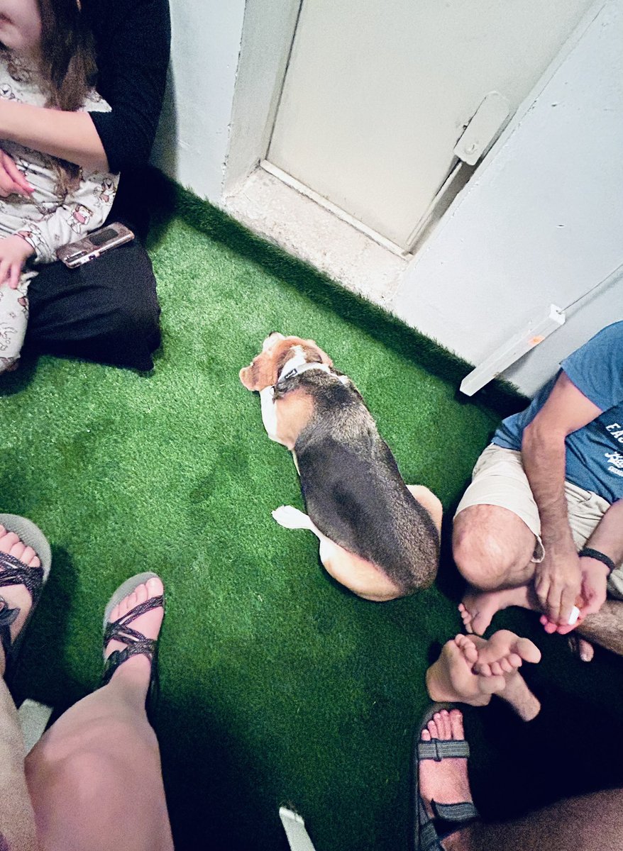 Early #sundaymoaning . Jerusalem 

My dog &amp; neighbors at the building shelter 

#israel2025