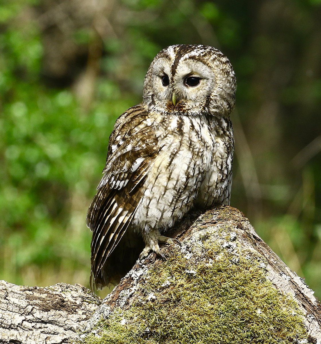 Veronica 🦊 (@ladyvee67) on Twitter photo Tawny Owl in the woods, showing off his gorgeous feather detail.
<a href="/DickKingSmith/">Dick King-Smith HQ</a>
<a href="/Natures_Voice/">RSPB</a>
<a href="/BBCSpringwatch/">BBC Springwatch</a>
<a href="/BBCCountryfile/">BBC Countryfile</a>
<a href="/WildlifeTrusts/">The Wildlife Trusts</a>
<a href="/BirdwatchExtra/">Birdwatch</a> Tawny Owl in the woods, showing off his gorgeous feather detail.
<a href="/DickKingSmith/">Dick King-Smith HQ</a>
<a href="/Natures_Voice/">RSPB</a>
<a href="/BBCSpringwatch/">BBC Springwatch</a>
<a href="/BBCCountryfile/">BBC Countryfile</a>
<a href="/WildlifeTrusts/">The Wildlife Trusts</a>
<a href="/BirdwatchExtra/">Birdwatch</a>