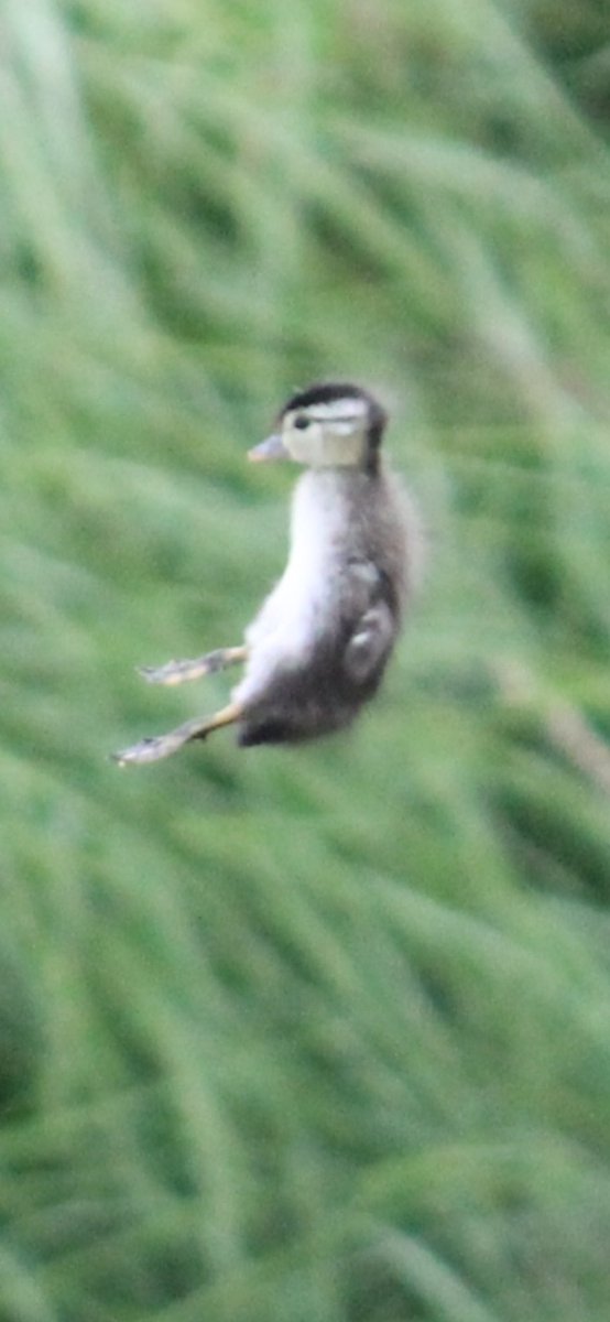 Pittwaterfowler's tweet image. Had to scramble to get vid started once momma jumped and only got 4 of the 6 on film! #pittwaterfowlers #woodducks #nestingboxes