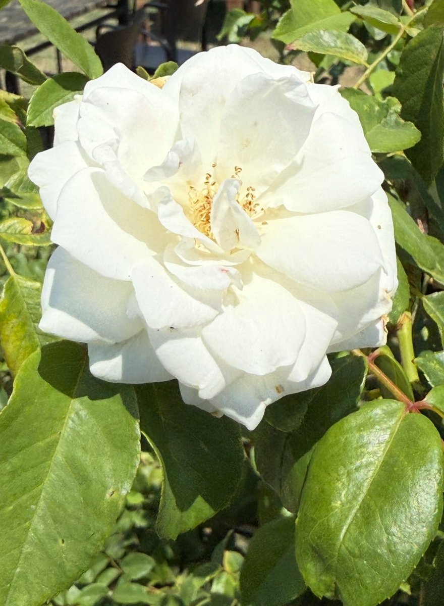 Objektifimize takılan güller