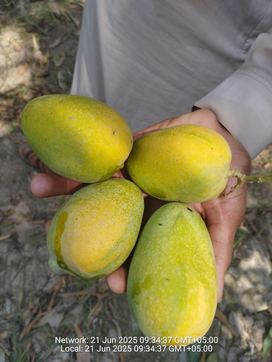 Mango season has been started 
Anwar Ratol &amp; Sindhri available