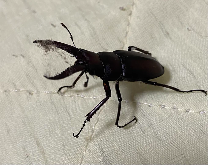 何か腕に着いてる と思ったら クワガタだった しかもゴミ付き