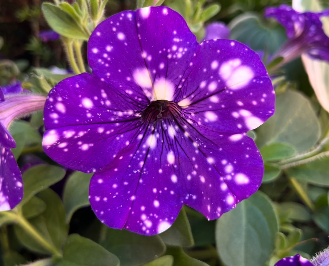 Objektifimize takılan çiçekler