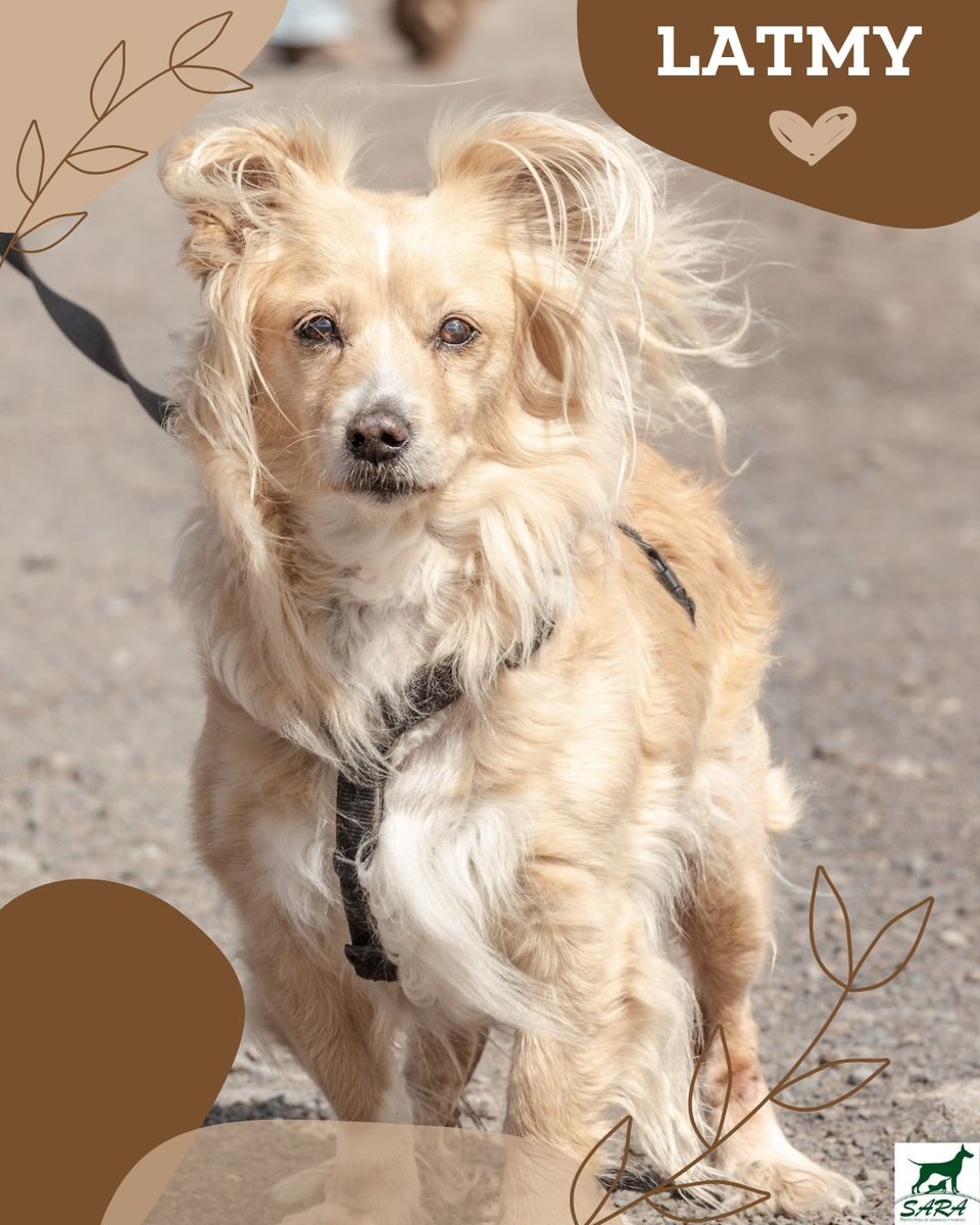 #Lanzarote
Contacto; 928 17 34 17 // info@sara-lanzarote.eu 

#LATMY  tiene 8 años y necesita una familia que le dé tiempo, paciencia… y compañía.

Tiene ansiedad por separación. Lo pasa mal cuando se queda sola, y no sabe gestionarlo. Por eso busca un hogar donde no tenga que