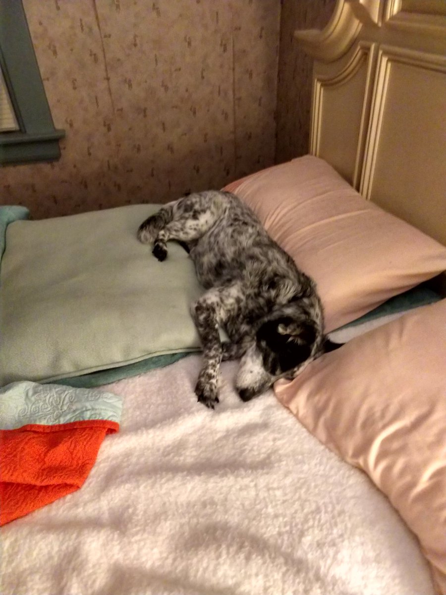 DivineDemDiva's tweet photo. @BrownietheDach1 Like you, I miss Bailey girl the most when I go to bed and when I wake up😭💔. Today is very scary in America and I wish I could hold and pet her for comfort. https://t.co/eO9gyCPZC5