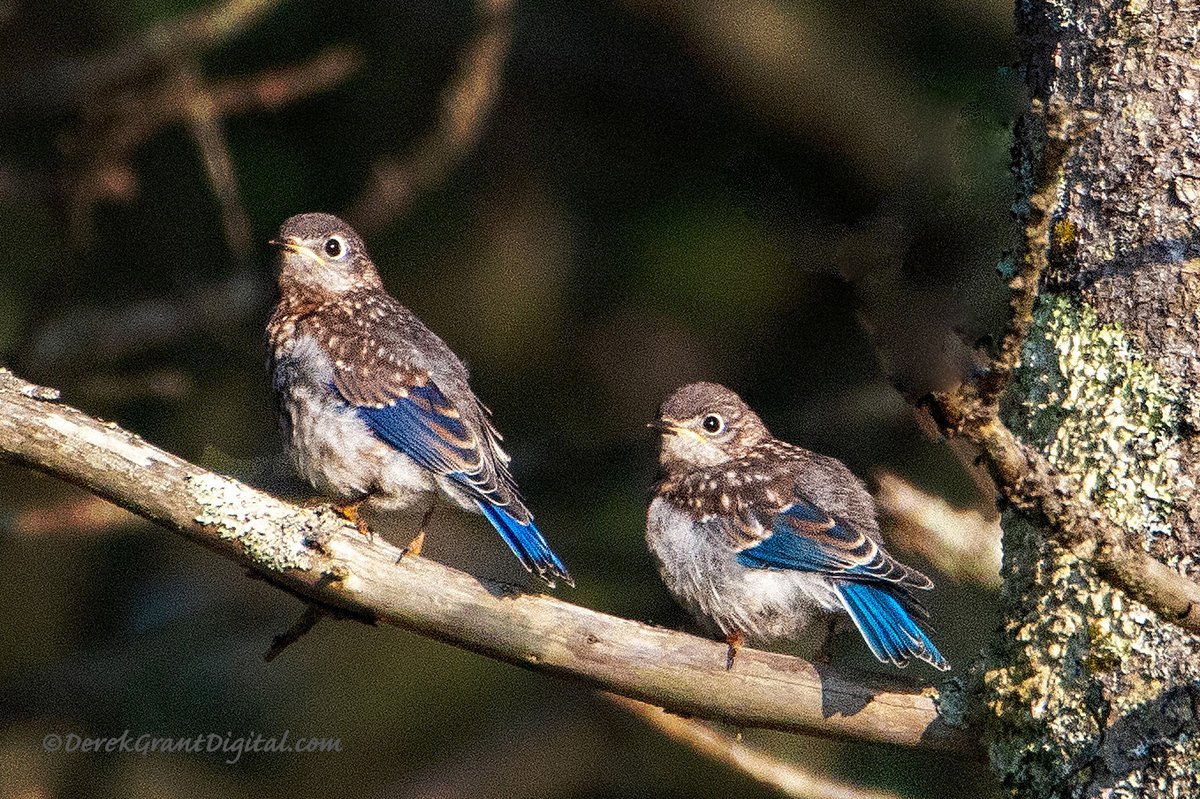 Eastern Bluebird Fledglings - NB, Canada #ShareYourFeathers #birdsseenin2025 #ThePhotoHour #StormHour #BIrdsofTwitter #WildlifePhotography