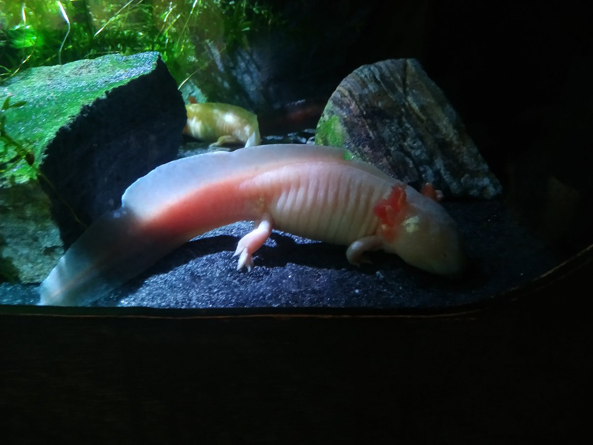 Any Minecraft axolotl fans? :3