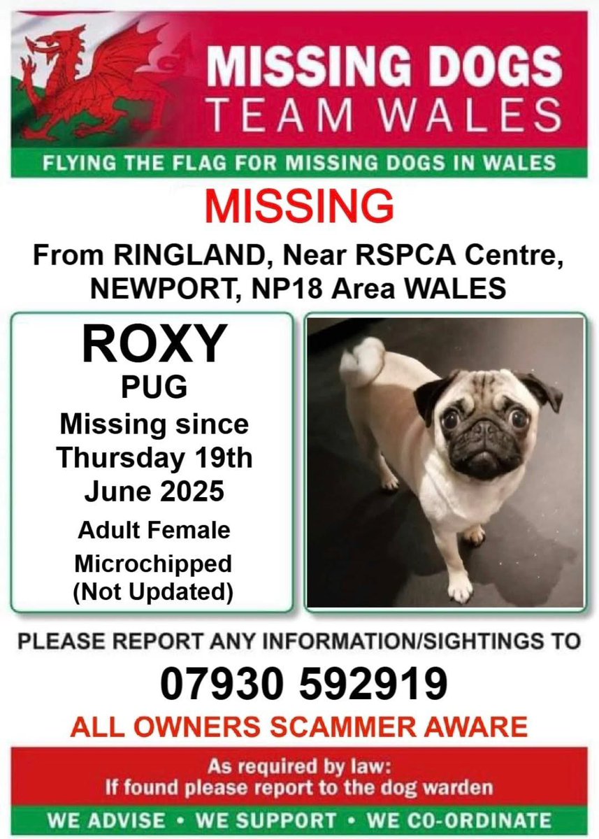 rosiedoc666's tweet image. #StolenDoghour 
ROXY  MISSING IN UNFAMILIAR AREA

SHE RUN OFF NEAR THE RSPCA CENTRE IN #RINGLAND AREA #NEWPORT #NP18 
THURS 19/6/25
CHIPPED-Contact number not updated as yet )
PLS IF YOU SEE HER CALL NUMBER ON POSTER ASAP ⬇️TY 

@CarolPoyerPeett @ruthwill64 @juliagarland73